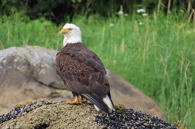 Sitka Whale Watch and Sea Otter Quest - Who Should Consider This Tour?