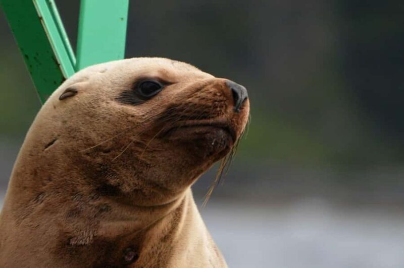 Sitka: Wildlife Boat Tour with Guide - Key Points