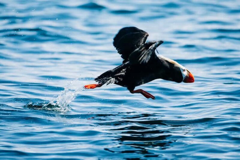 Sitka: Wildlife Photography Workshop on the Water - Who Will Love This Tour?