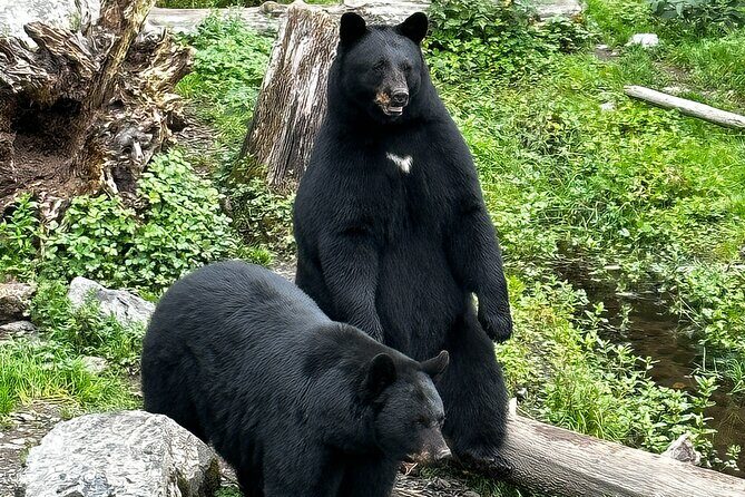 Sitka's Favorite Sites Private Land Tour for 6 (Meal option avail - Summary & Who It’s Best For