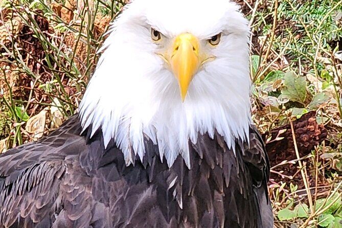 Sitka's Favorite Sites Private Land Tour for 6 (Meal option avail - FAQ
