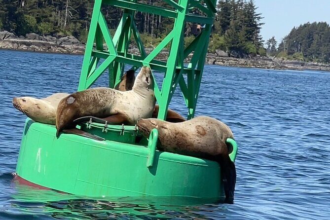 Sitkas Private Wildlife Whale Adventure for 6 w/Transportation - The Value of the Experience
