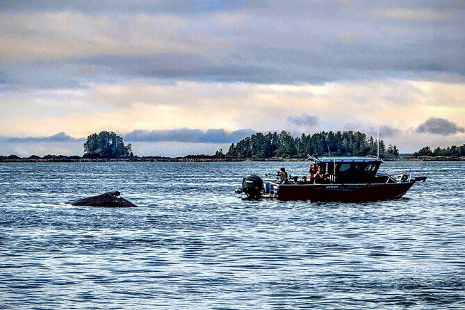 Sitkas Private Wildlife Whale Adventure for 6 w/Transportation - Final Thoughts: Is This Tour Right for You?