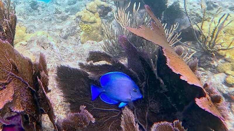 Six Fins Key West: Private Snorkeling Charter with Captain - Key Points