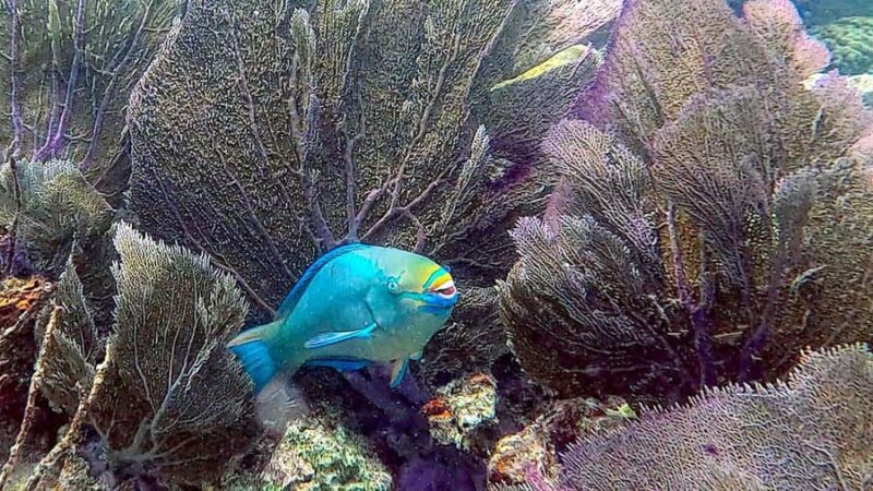 Six Fins Key West: Private Snorkeling Charter with Captain - Authentic Marine Encounters