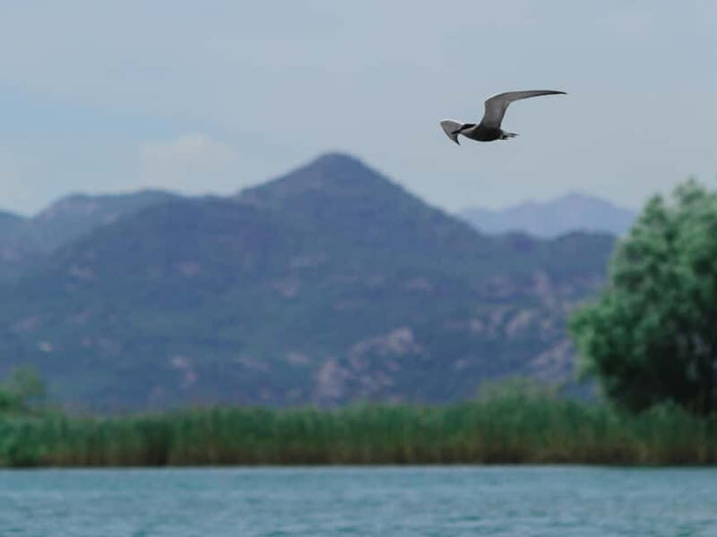 Skadar Lake: 4-Hour Guided tours on Kayak - An Authentic Start in Vranjina
