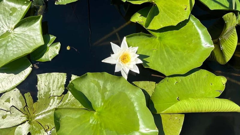 Skadar Lake: 4-Hour Guided tours on Kayak - Scenic Highlights and Hidden Gems