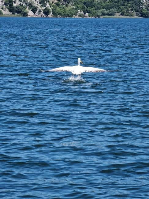 Skadar Lake kayak rent: A Journey Through Tranquility - FAQ