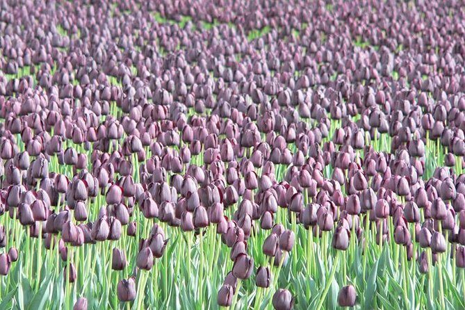 Skagit Valley Tulip Festival Day Tour from Seattle - Key Points