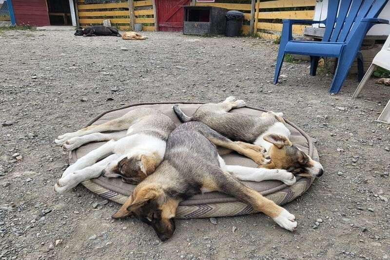 Skagway: Klondike Highway & Yukon Bus Tour with Husky Kennel - FAQs