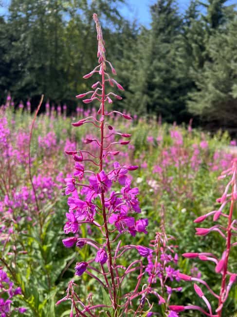 Skagway: Yukon Discovery Tour - The Practicalities: What’s Included and What to Expect