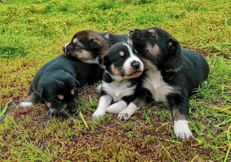 Skagway: Yukon Dog Mushing & Sightseeing Tour - FAQ