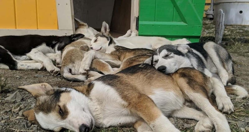 Skagway: Yukon, White Pass, & Husky Sled Camp Combo Tour - FAQ