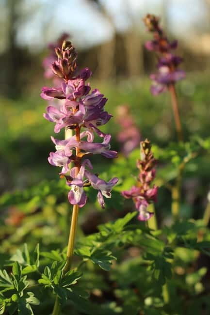 Skåne: guided hike in national park incl lunch close to Lund - The Value of the Tour