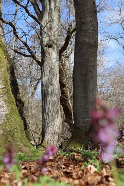 Skåne: guided hike in national park incl lunch close to Lund - Who Will Enjoy This Tour?