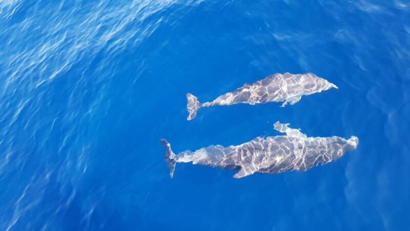 Skiathos: Day-Sailing Tour with Lunch on Board - Exploring the Itinerary and What You Can Expect