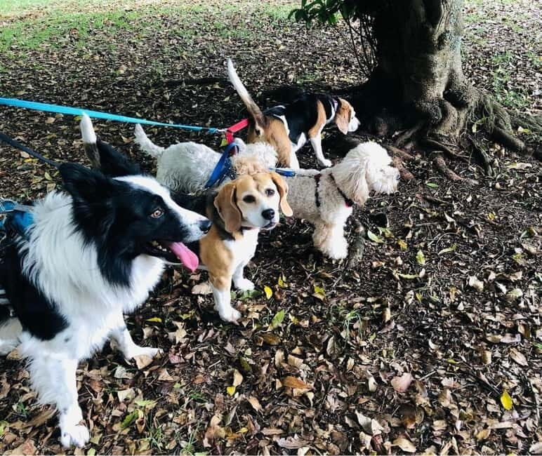 Skiathos: Dog Shelter Visit, Hike & Cooking Class with Lunch - Key Points