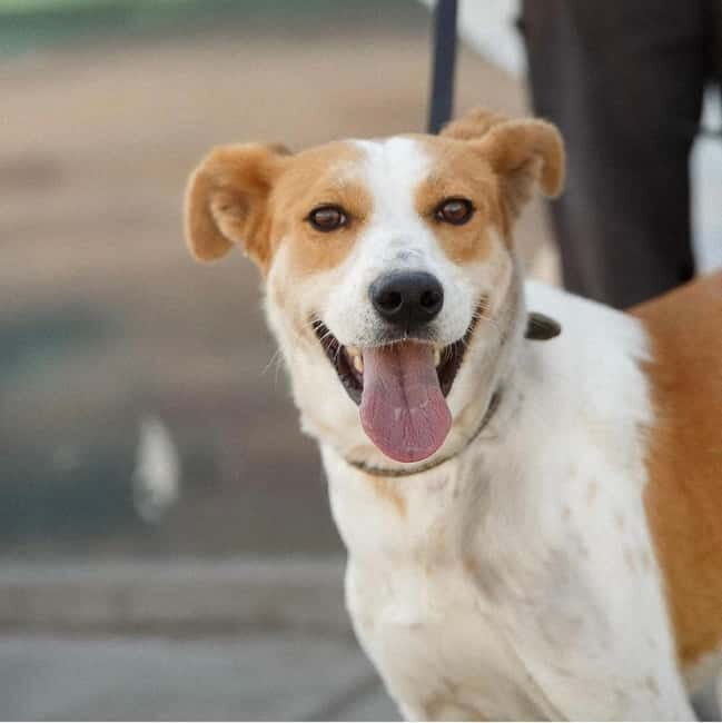 Skiathos: Dog Shelter Visit, Hike & Cooking Class with Lunch - An Honest Look at the Tour Experience