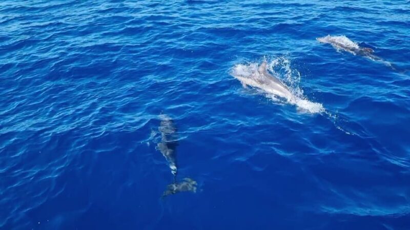 Skiathos private tours :Sailing day with lunch on board, - Key Points