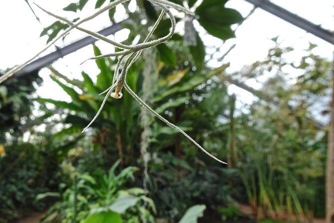 Skip-the-Line: Botanic Garden Entry Ticket - A Deep Dive into Dundee Botanic Garden