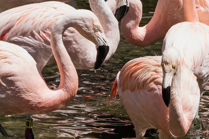 Skip the Line: Daily Admission at Woodland Park Zoo Ticket - Tips for a Great Visit