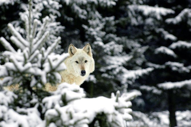 Skip the Line: Daily Admission at Woodland Park Zoo Ticket - Who Will Love This Experience?