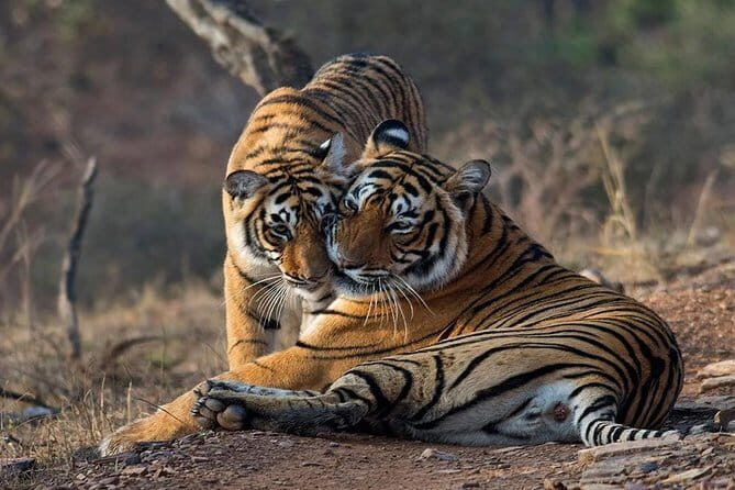 Skip-the-Line Entry for Ranthambore Gypsy Safari - Key Points