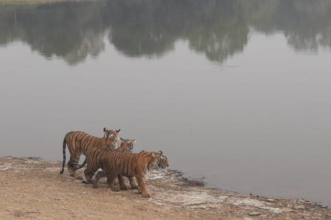 Skip-the-Line Entry for Ranthambore Gypsy Safari - A Closer Look at the Ranthambore Gypsy Safari Experience