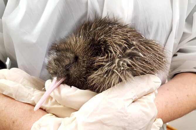Skip the Line: Franz Josef Wildlife Center Ticket with Optional Backstage Pass - The Main Attraction: The West Coast Wildlife Centre