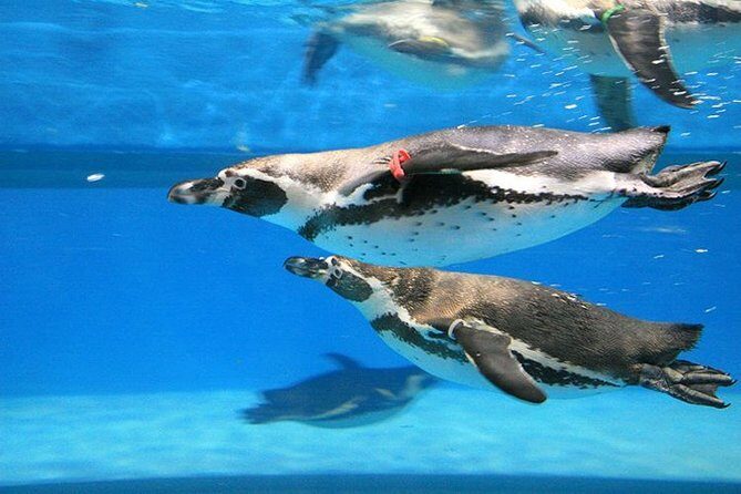 Skip the Line: The Greatest Urban Aquarium COEX Ticket() - Value for Money: Is It Worth It?