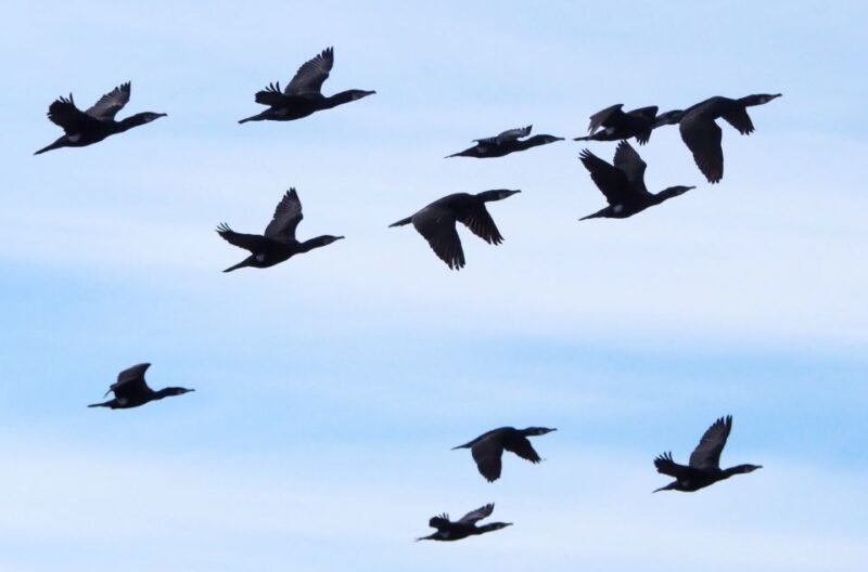 Skjervøy: Birds and Wildlife of Arctic Norway - Who Will Love This Tour?