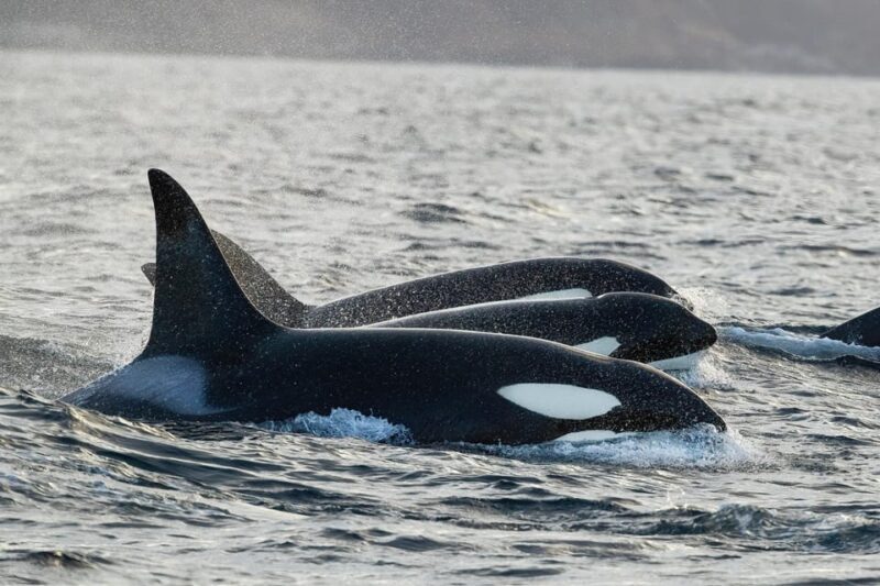 Skjervøy: Orca and Whale-Watching comfort heated Boat Trip - Key Points