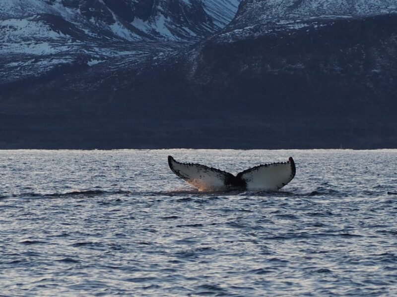 Skjervøy: Whale and Orca Watching Tour by RIB Boat - Key Points