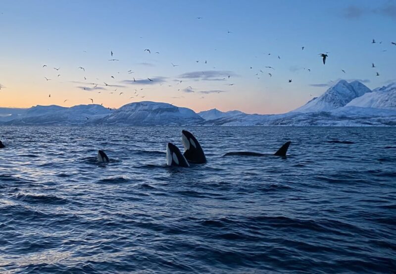 Skjervøy: Whale and Orca Watching Tour by RIB Boat - Who Will Love This Tour?