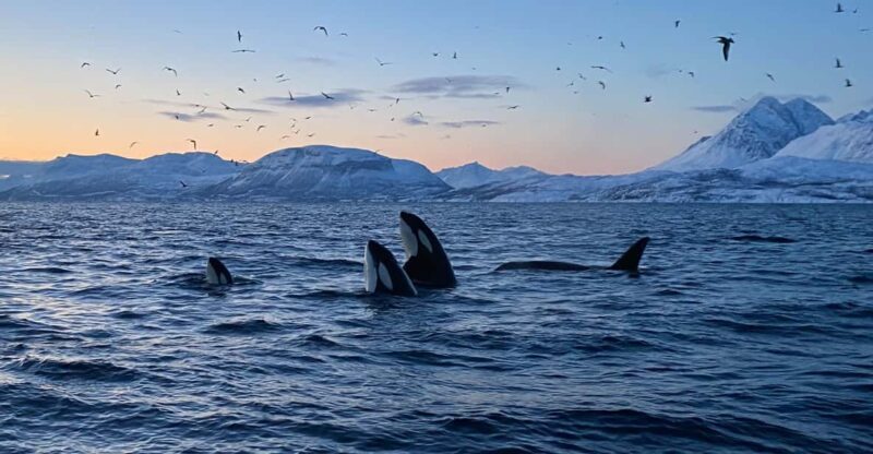 Skjervøy: Whale and Orca Watching Tour by RIB Boat - Final Thoughts: Is It Worth It?