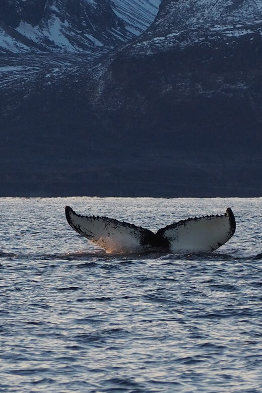 Skjervøy: Whale and Orca Watching Tour by RIB Boat - FAQ
