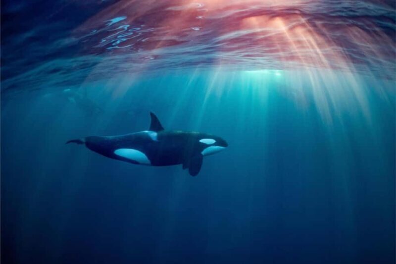 Skjervøy: Whale-Watching RIB Tour (No transfer from Tromso) - Key Points