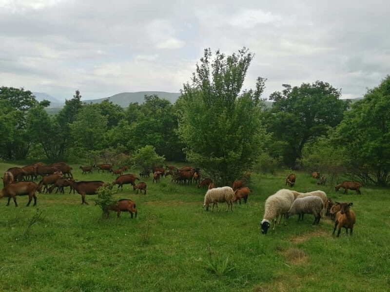 Skopje: Brodec  Spirova Hut  Crn Kamen Hike Tour - Discovering the Skopska Crna Gora: Brodec, Spirova Hut, and Crn Kamen Peak