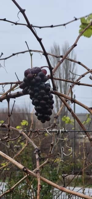 Skopje: Half-Day Stobi Wine Tour - Food and Snacks