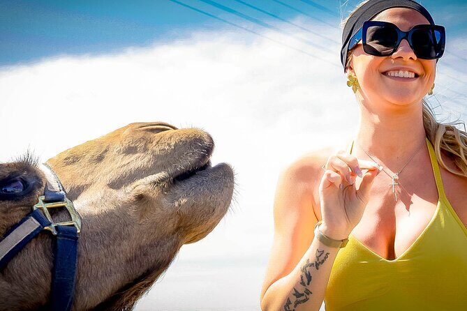 Sky Bike Free Camel Ride and Horseback Riding - The Final Touch: Tequila Tasting and Cultural Flavor