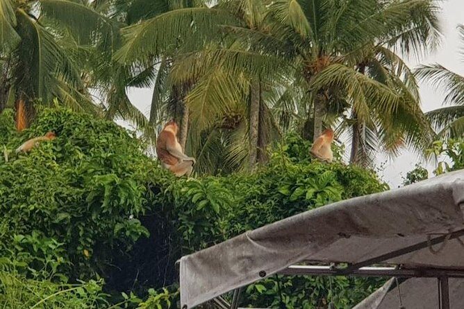 Sky-Mirror Photographing and Proboscis Monkey & Fireflies Watching River-Cruise - A Closer Look at the Experience