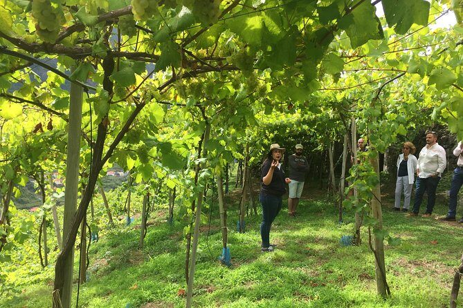 Skywalk, Madeira Wines Tasting and Vineyards 4x4 Experience - Authentic Experiences Based on Reviews