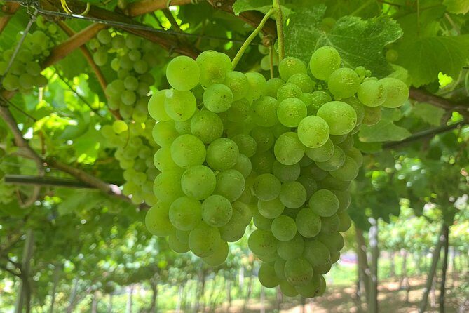 Skywalk, Madeira Wines Tasting and Vineyards 4x4 Experience - Who Will Love This Tour?