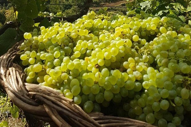 Skywalk, Madeira Wines Tasting and Vineyards 4x4 Experience - FAQ