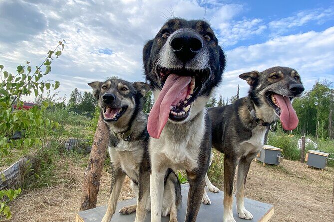 Sled Dog Kennel Tour - FAQ