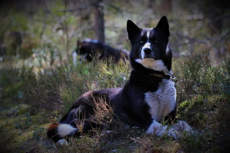 SLED DOG KENNEL VISIT TARTU COUNTRY ESTONIA - FAQ
