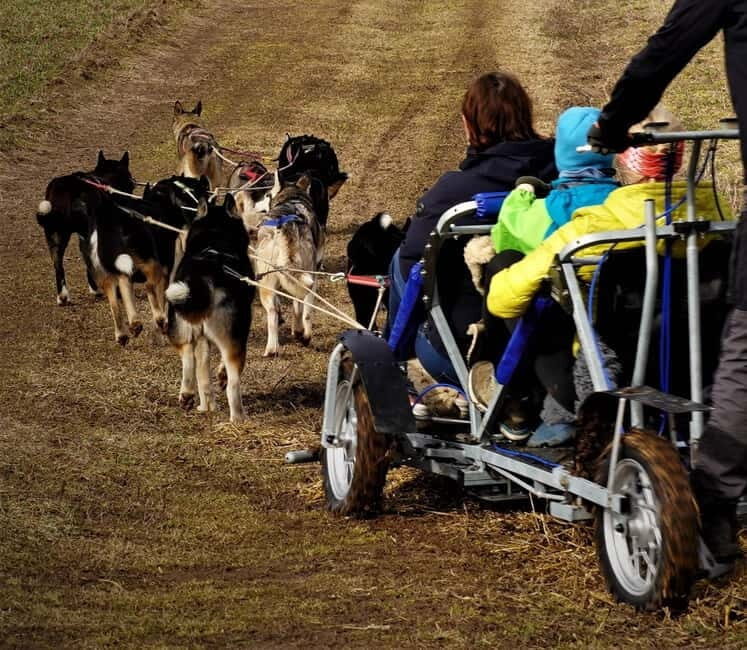 SLED DOGS VISIT & DRIVE ROUND TARTU COUNTRY ESTONIA - Authenticity and Value