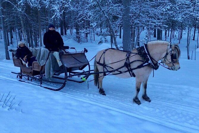 Sleigh or wagon ride in the arctic Country side - Who Should Consider This Tour?
