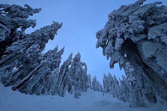 Slow down and enjoy winter on a private snowshoe tour. - An In-Depth Look at the Snowshoe Experience
