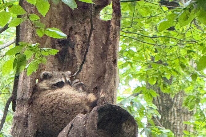 Small Group 2 Hours Walking Tour of Central Park - up to 8 people - Frequently Asked Questions